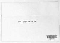 Agyrium rufum image